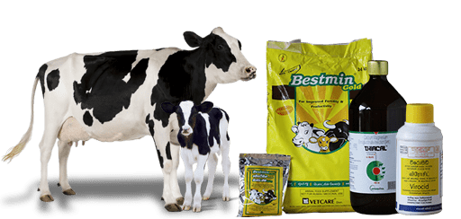 Sri Lankan Cattle Products